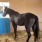 حصان شعبي ادهم