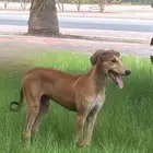 سلوقي