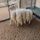 بهم كفو