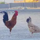 ديك للبيع أديك كفووو ومشاءلله السوم 30