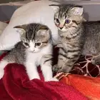 قطط سكوتش فولد اسكتلاندي