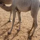 قعود
