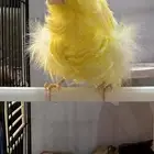 ذكر كناري فرنسي مفتل