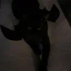 قط اسود للتبني