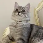 قطة للتبني المؤقت