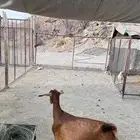 عنز دافع
