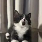 كيتن ذكر للتبني