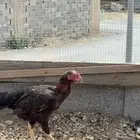 طقم باكستاني