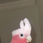 كوكاتو قالا تم البيع