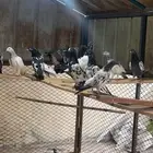 أزواج حمام باكستاني