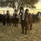 للبيع معزاء عوارض