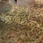 للبيع برابر جذعان مرابي 4 شهور فل شحم