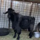 تيس فحل. بدوي