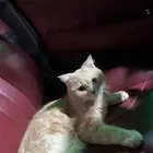 قط للبيع بريتش