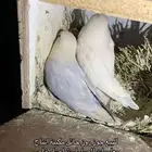 جور زوز منتج