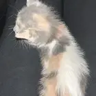 قطه ضايعه