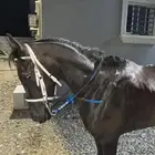 حصان شعبي