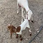 عنز هولندية و معها بنتها عمرها شهر
