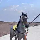 مهر عمره سنتين الاسم كاسر سليم من كل شي