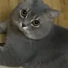 قط ذكر للتبني