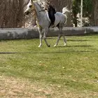حصان شعبي شيخ