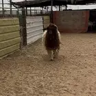 للبيع فحل نعيمي