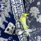 عدد 2كروان أليفه