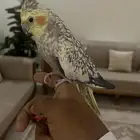 طير كروان انثى