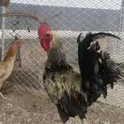 دجاج بلدي للبيع
