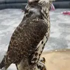 طير حر للبيع