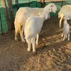 شياه حريات مواليد