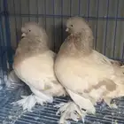 حمام لونق فيس