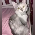 شييرازيه وانثي وعمرها 5 شهور