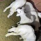 طليان