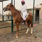 حصان شعبي للبيع