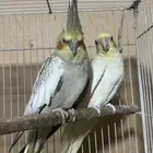 جوز كروان انتاج معه بيض جديد