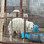 مطلوب اغنام ماتلقح نجد صنف وحري صنف عندها مشاكل سمنه وارحام