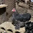 دجاج كوشن قزم