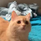 قطه انثى للتبني