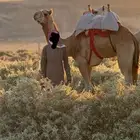 قعود ركبي طابع شرط لا يجي الا اصامل