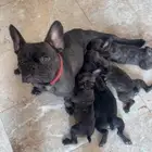 فرنش بول دوق بيور 45يوم