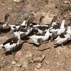 وز بلدي
