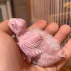 للبيع فرخ كروان البينو الي توقف عليه سومه نصيبه