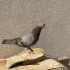 حمام قطيفي