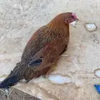 دجاج بلدي