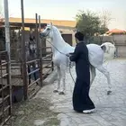 حصان عربي دماء صافية