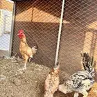 ديكه العدد 4