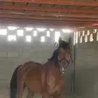 للبيع حصان كفو