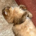 قطه شيرازي سكوتش انثى