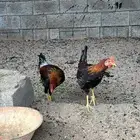 4ديكه عربي للبيع
